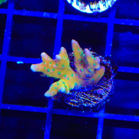 RRC Tropicana Anacropora Coral