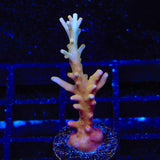 TSA Golden Honeycomb Acropora Coral - Top Shelf Aquatics