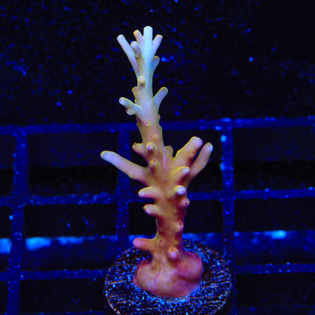 TSA Golden Honeycomb Acropora Coral