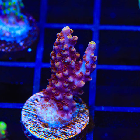 Paletta Pink Tip Acropora Coral