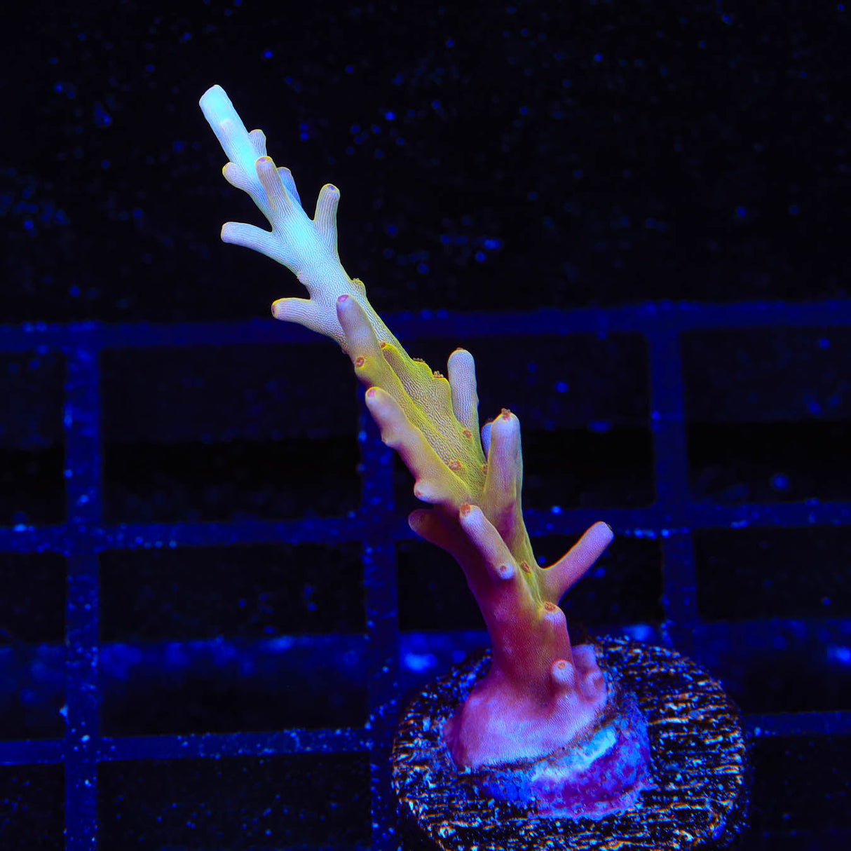 TSA Golden Honeycomb Acropora Coral - Top Shelf Aquatics