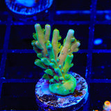 TSA Rainbow Fever Acropora Coral - Top Shelf Aquatics