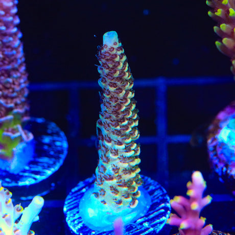 TSA Rick Moranis Acropora Coral