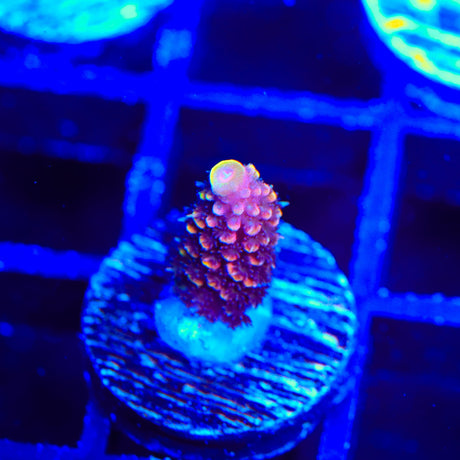 TSA Orange Maxtrix Acropora Coral