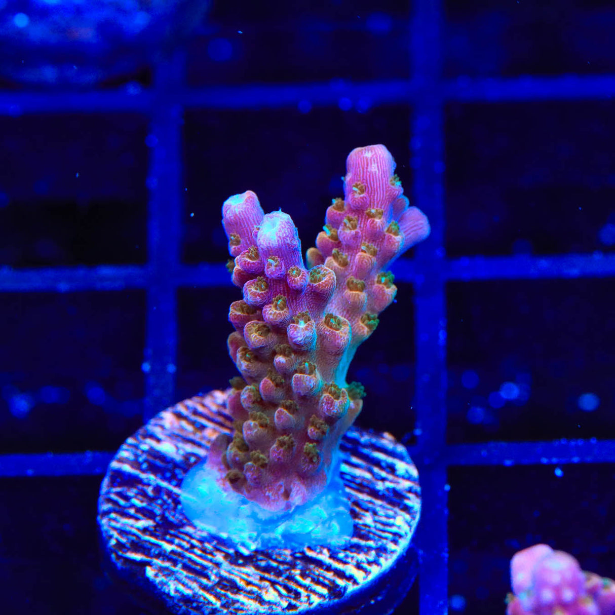 TSA Explosive Ember Acropora Coral – Top Shelf Aquatics