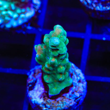 TSA Squidward Acropora Coral