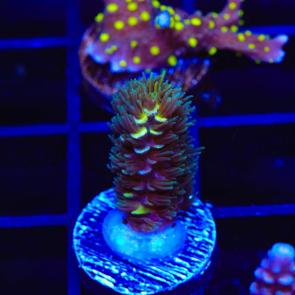 TSA Whiplash Acropora Coral