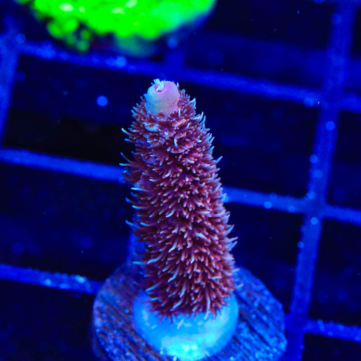 TSA Phantom Millepora Acropora Coral - Top Shelf Aquatics