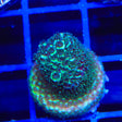 TSA Aqua Matrix Acropora Coral