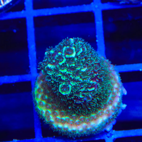 TSA Aqua Matrix Acropora Coral