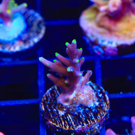 Pacman Acropora Coral