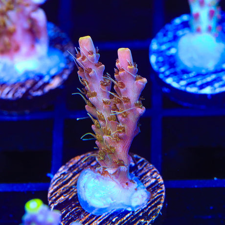 CC Voodoo Majick Acropora Coral