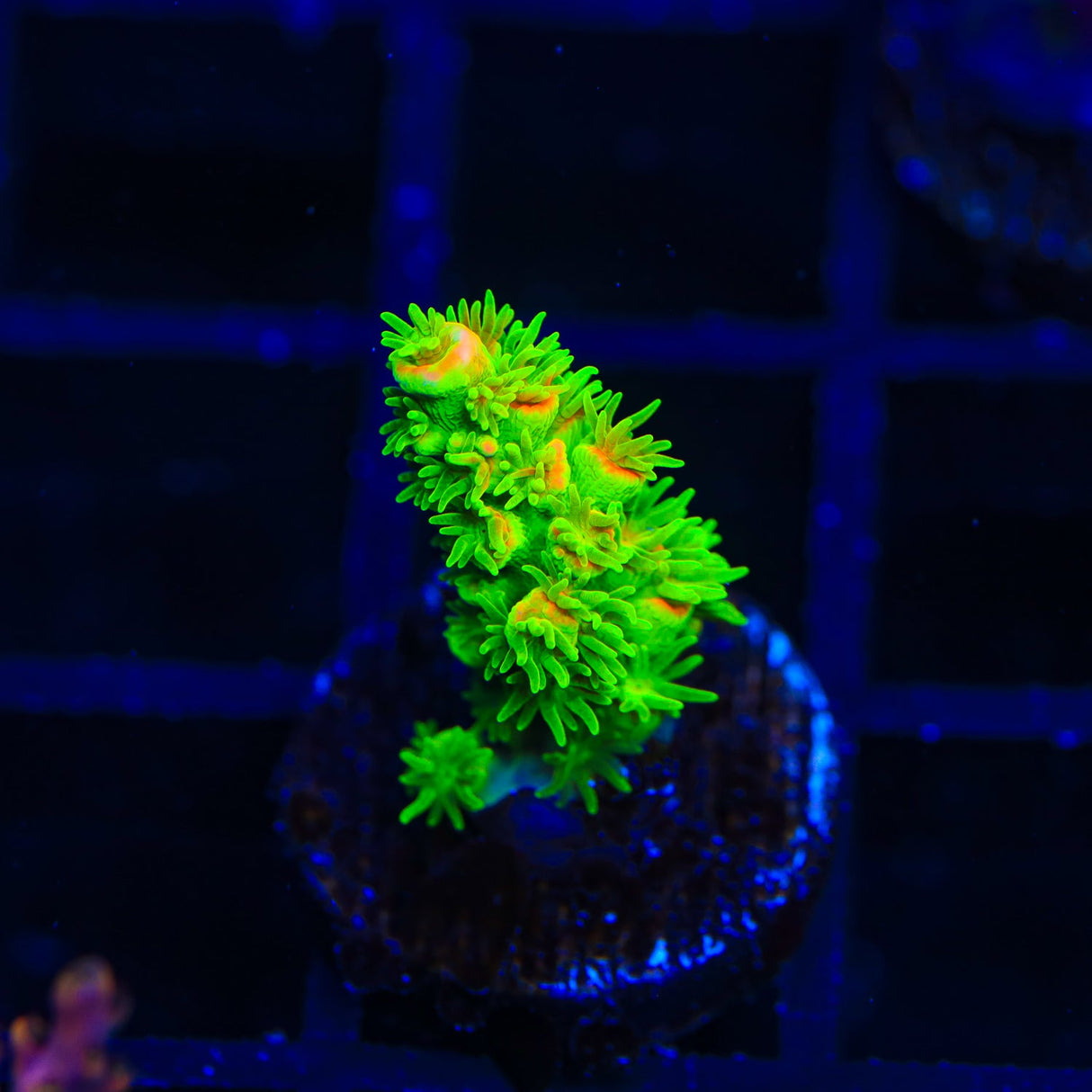 TSA Peter Pan Acropora Coral