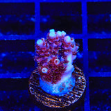 TSA Daydream Acropora Coral - Top Shelf Aquatics
