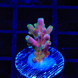 TSA Rainbow Fever Acropora Coral