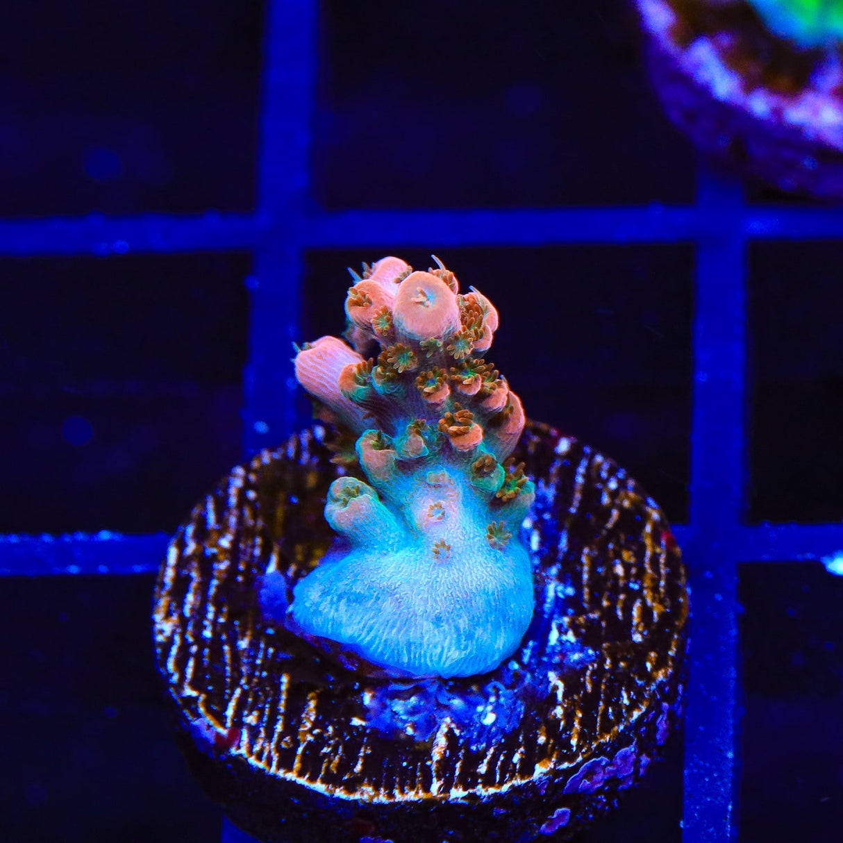 TSA Rose Bloom Acropora Coral