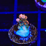 TSA Rose Bloom Acropora Coral