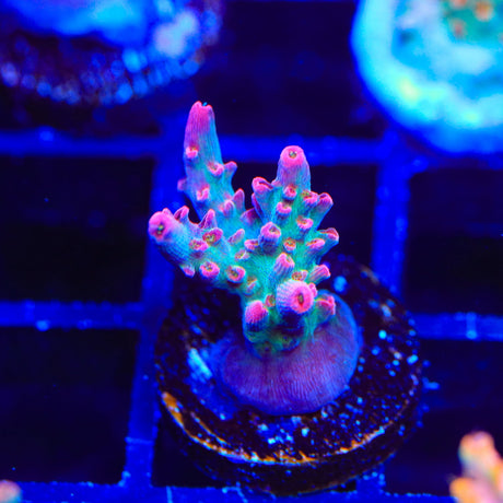 TSA Victoria Secret Acropora Coral