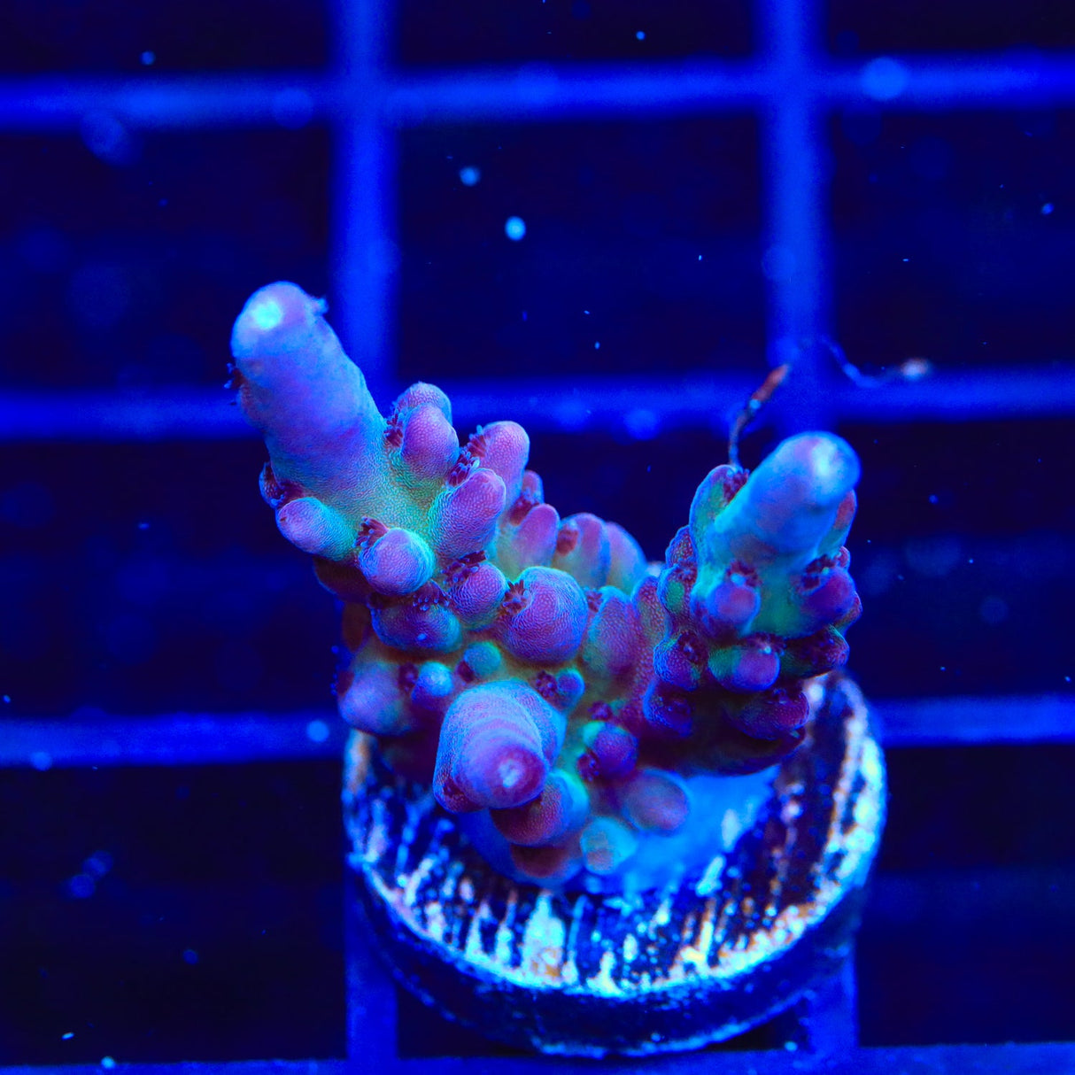 TSA Count Dracula Acropora Coral