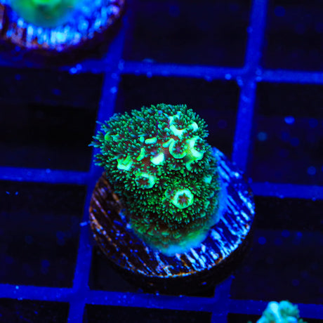 TSA Aqua Matrix Acropora Coral