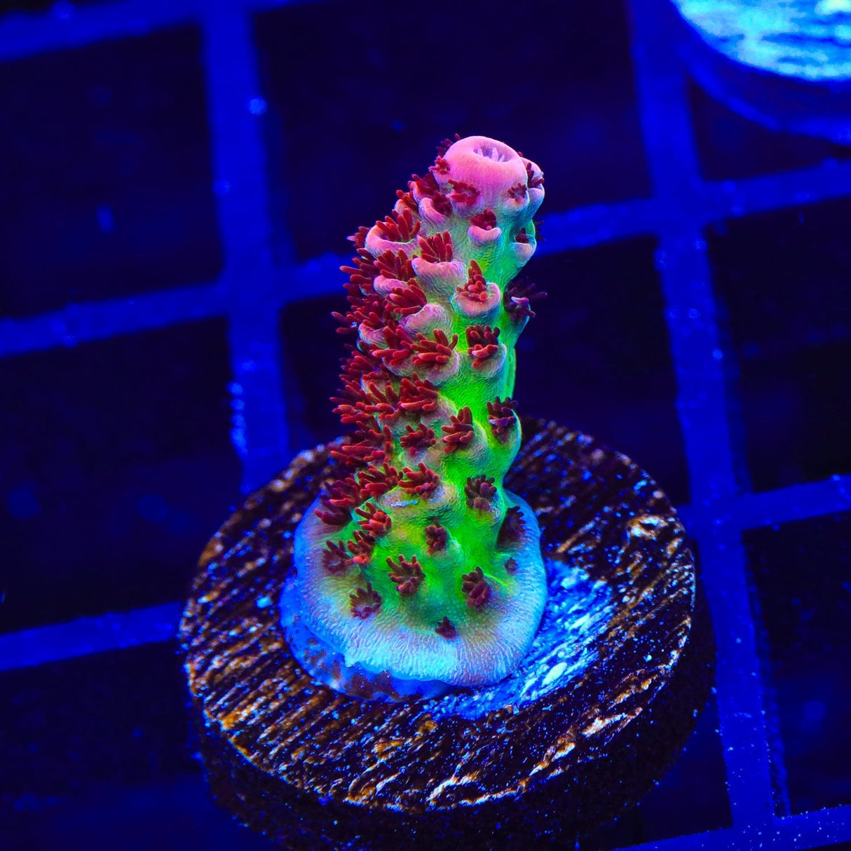 TSA Princess Peach Acropora Coral