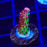 TSA Princess Peach Acropora Coral