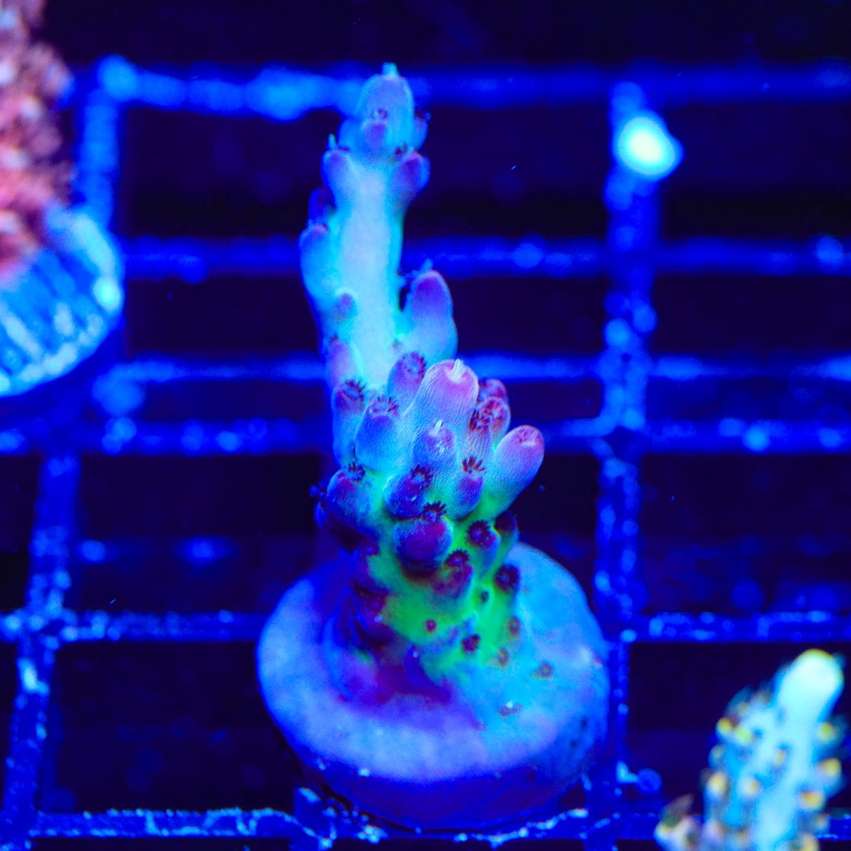 TSA Count Dracula Acropora Coral