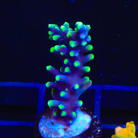 TSA The Riddler Acropora Coral