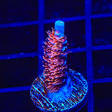 TSA Nebula Acropora Coral