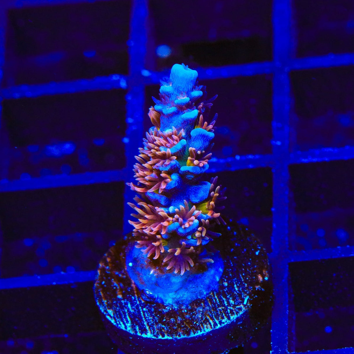 TSA Nebula Acropora Coral