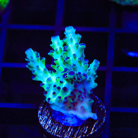 TSA Lavender Haze Acropora Coral