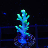 TSA Green Dragon Acropora Coral