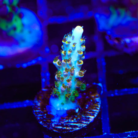 TSA Long Island Acropora Coral