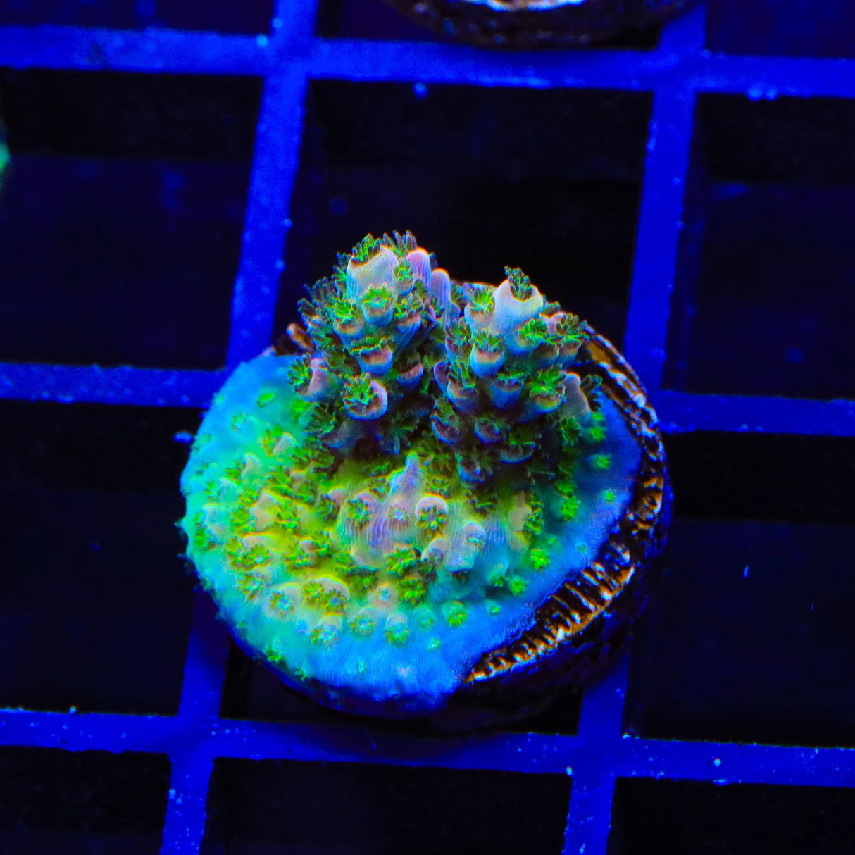 TSA Space Jam Acropora coral