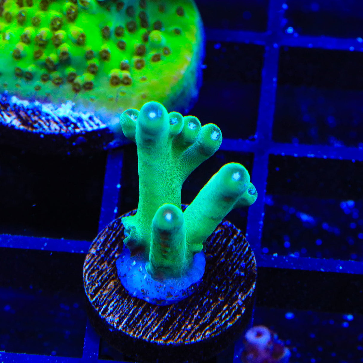 TSA Holy Diver Acropora Coral