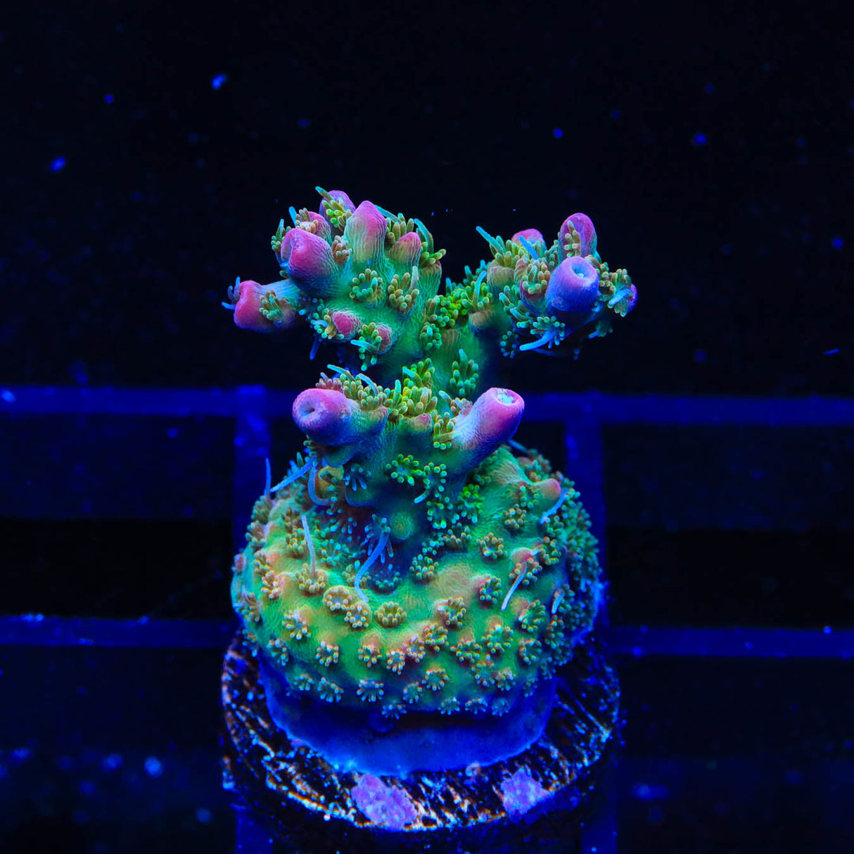TSA Grape Ape Acropora Coral