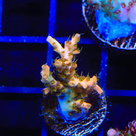 TSA Flower Bomb Acropora Coral