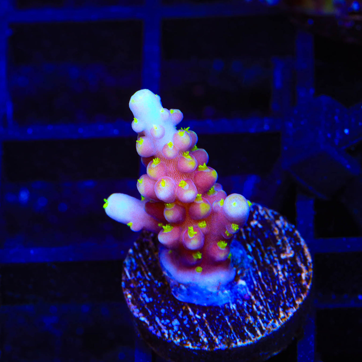 RR Firecracker Acropora Coral - Top Shelf Aquatics