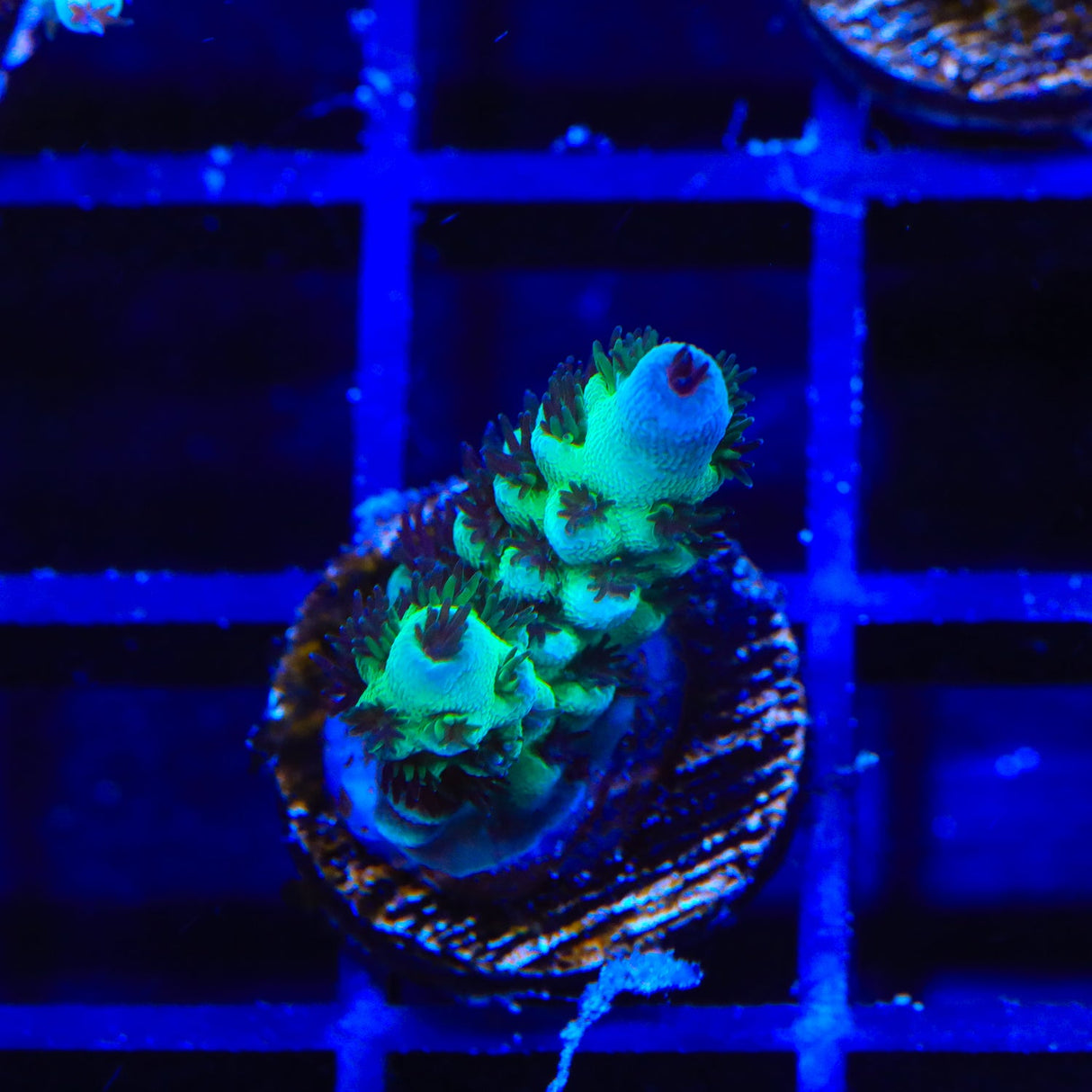 WWC Cookie Monster Acropora Coral