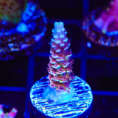 TSA Nebula Acropora Coral