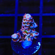 Pacman Acropora Coral