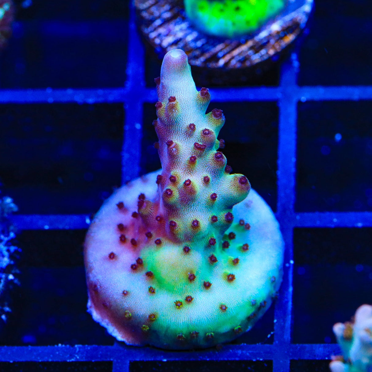 RR Robinhood Acropora Coral