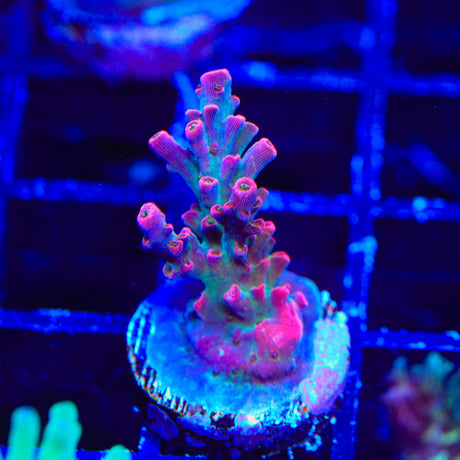 TSA Victoria Secret Acropora Coral