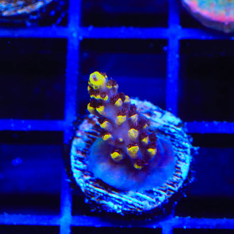 TSA Colonel Mustard Acropora Coral