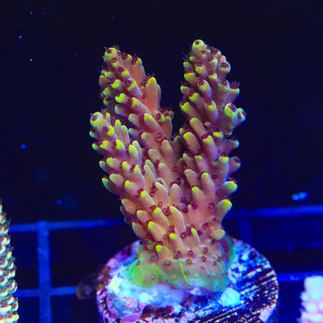 TGC Red Cadillac Acropora Coral