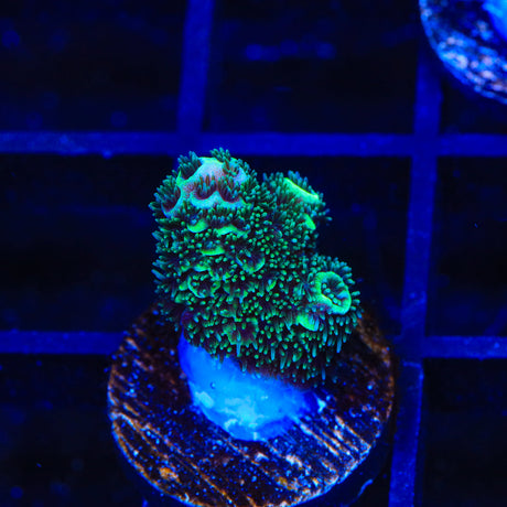 TSA Aqua Matrix Acropora Coral