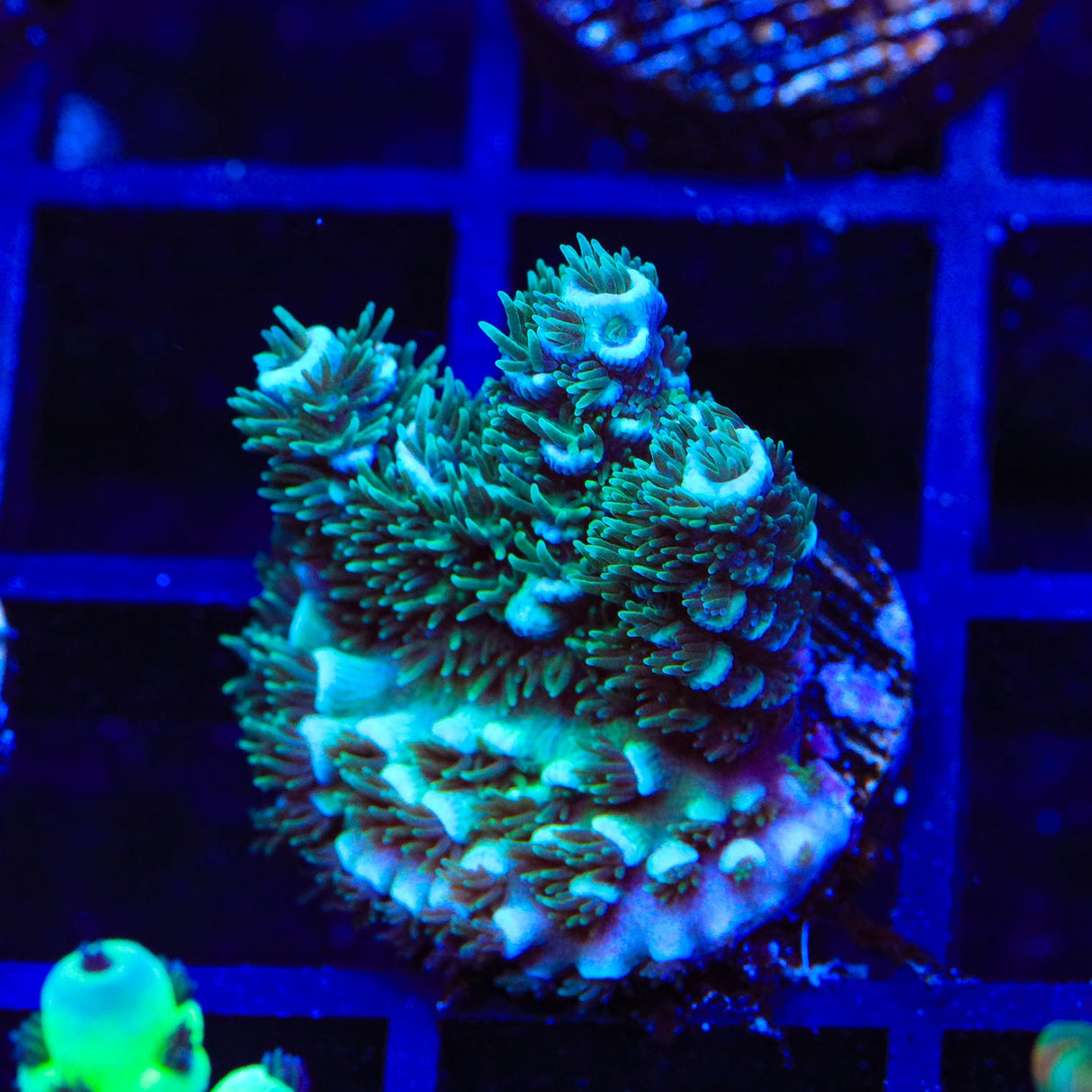 TSA High Five Acropora Coral