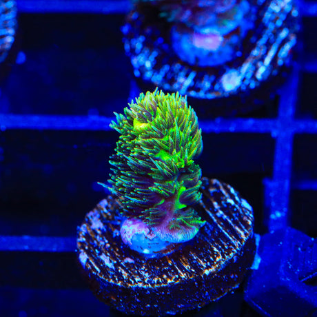 TSA Neon Sun Acropora coral