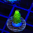 RRC Rainbow Splice Acropora Coral