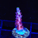 TSA Blue Flame Acropora Coral